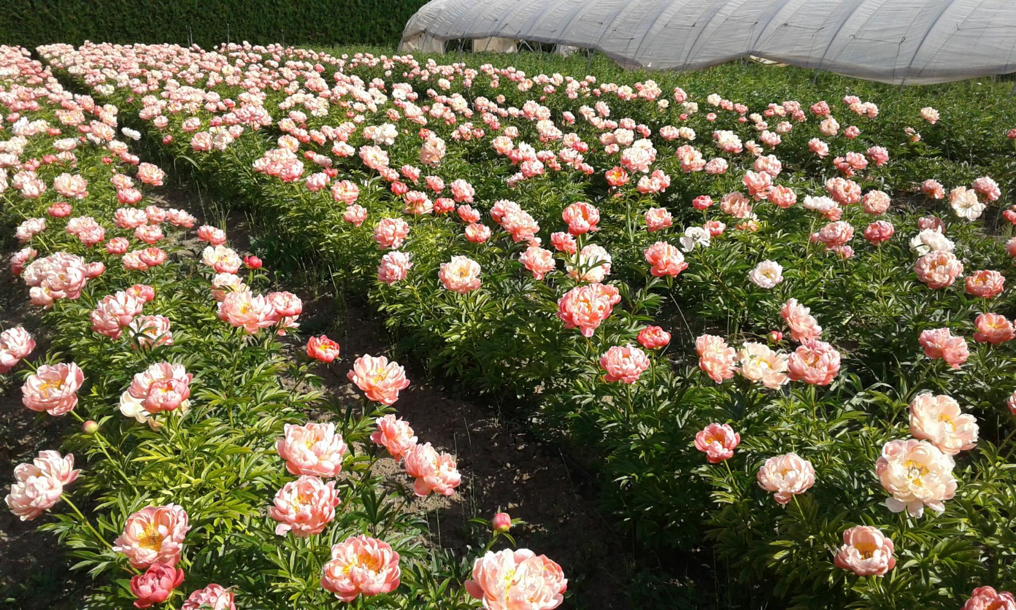 Production fleurs coupes var