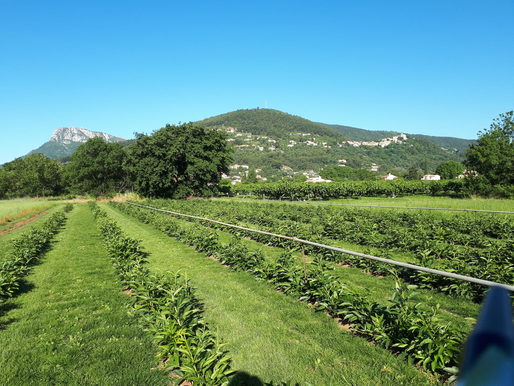 Produit production fleurs coupées var 
