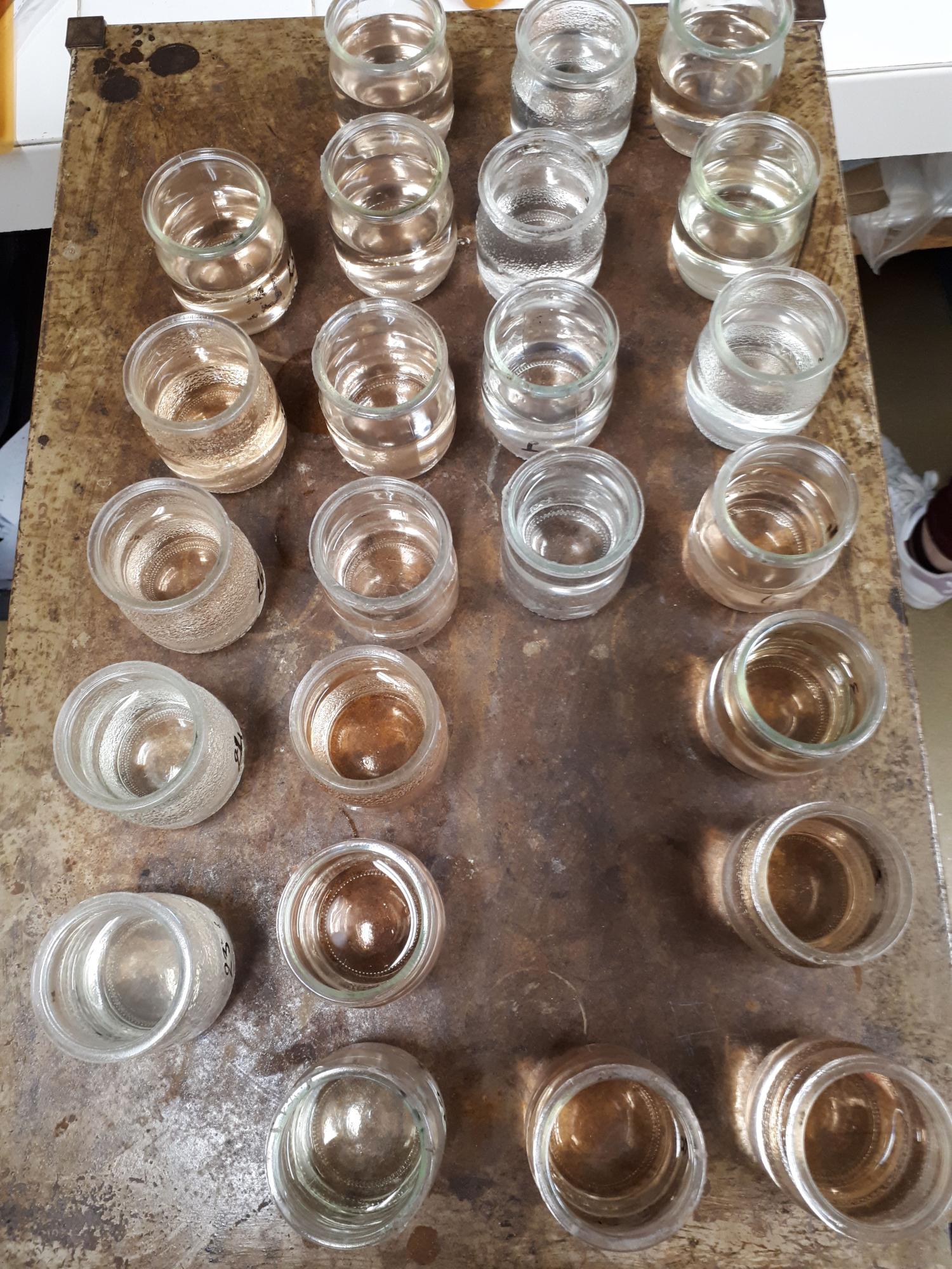 Fleurs coupées var groupement de producteurs