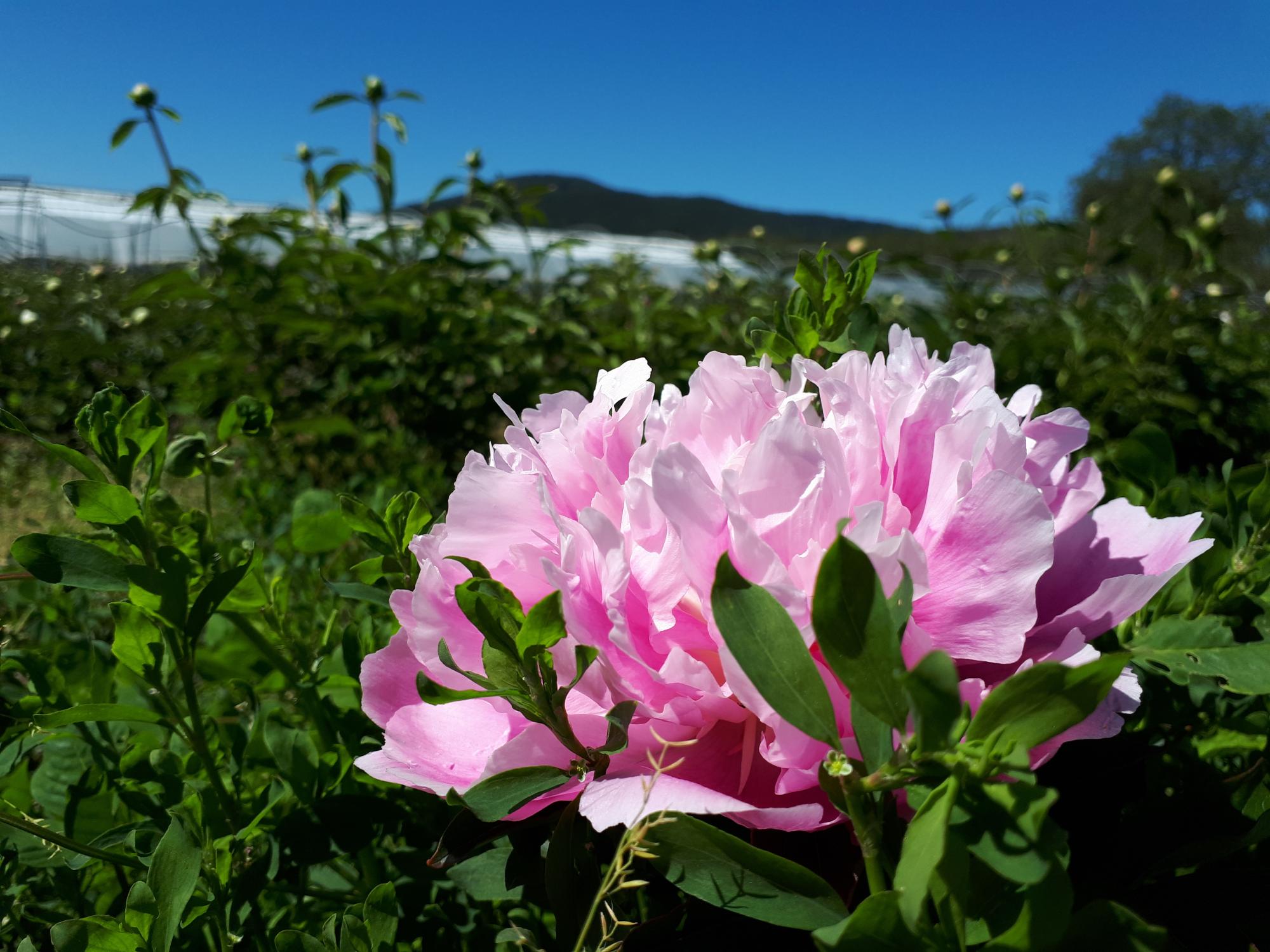 Fleurs coupes var groupement de producteurs slider